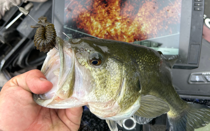 A largemouth bass caught on a texas rig