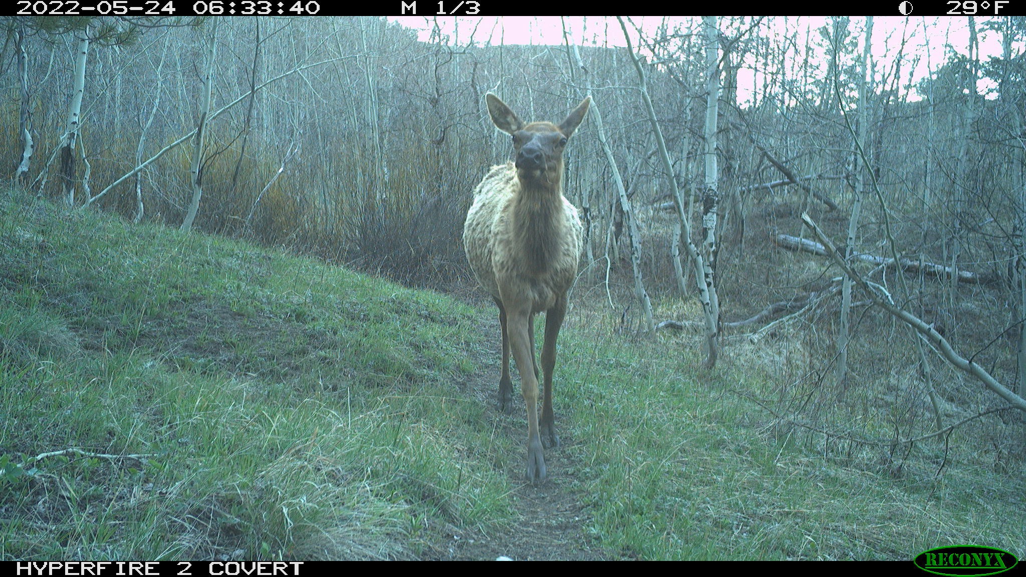 Elk and Deer Are More Disturbed by Noisy Hikers Than ATVs, Study Finds