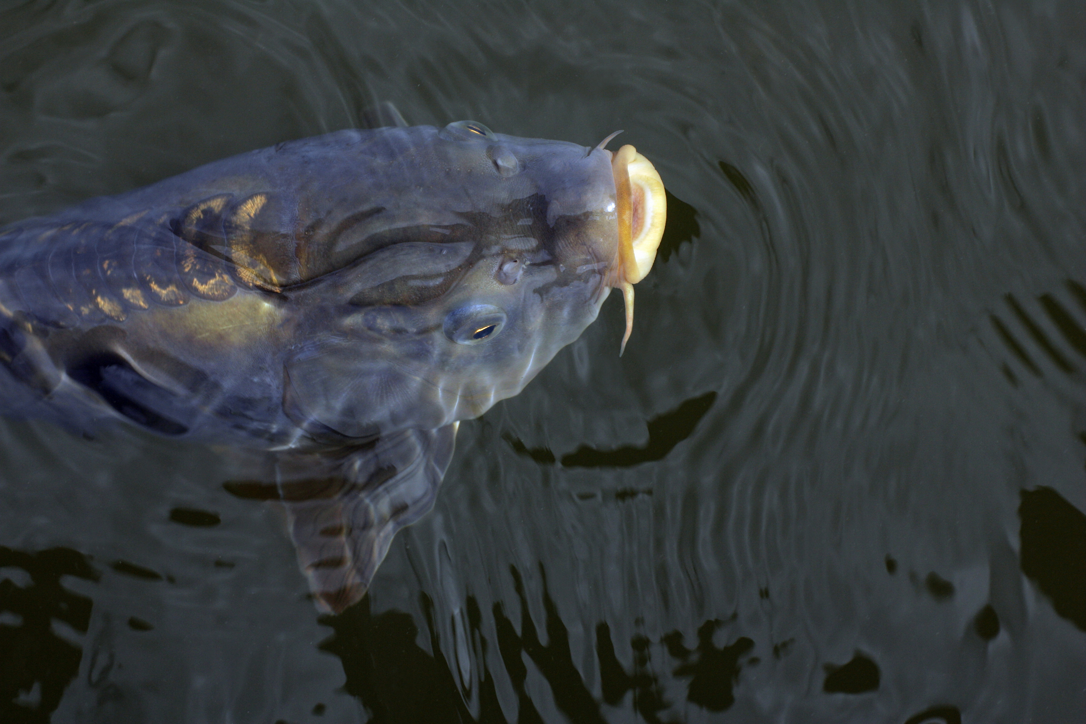 How to Catch Carp: Tips and Tactics for Beginners | Outdoor Life