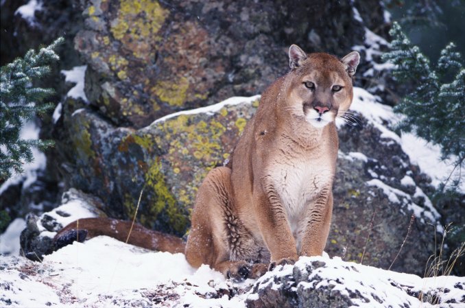 mountain lion