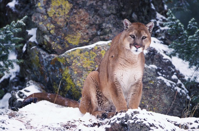 Anti-Hunting Groups Are Running a Paid Signature Campaign to Ban Cougar Hunting in Colorado. Conservation Orgs Launch “Decline to Sign” Effort