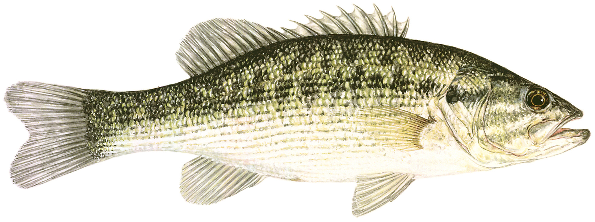 Spotted bass