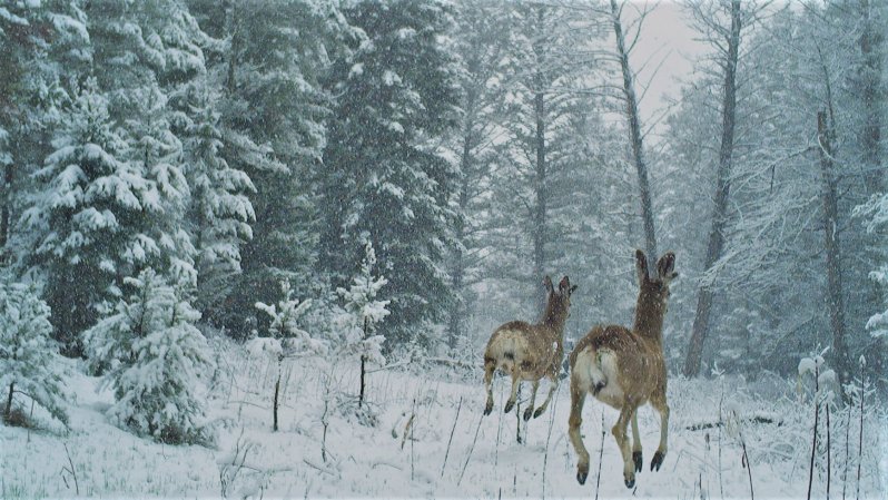 Two mule deer running away from recreation noise.