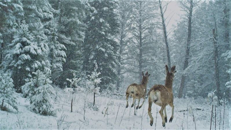 Two mule deer running away from recreation noise.