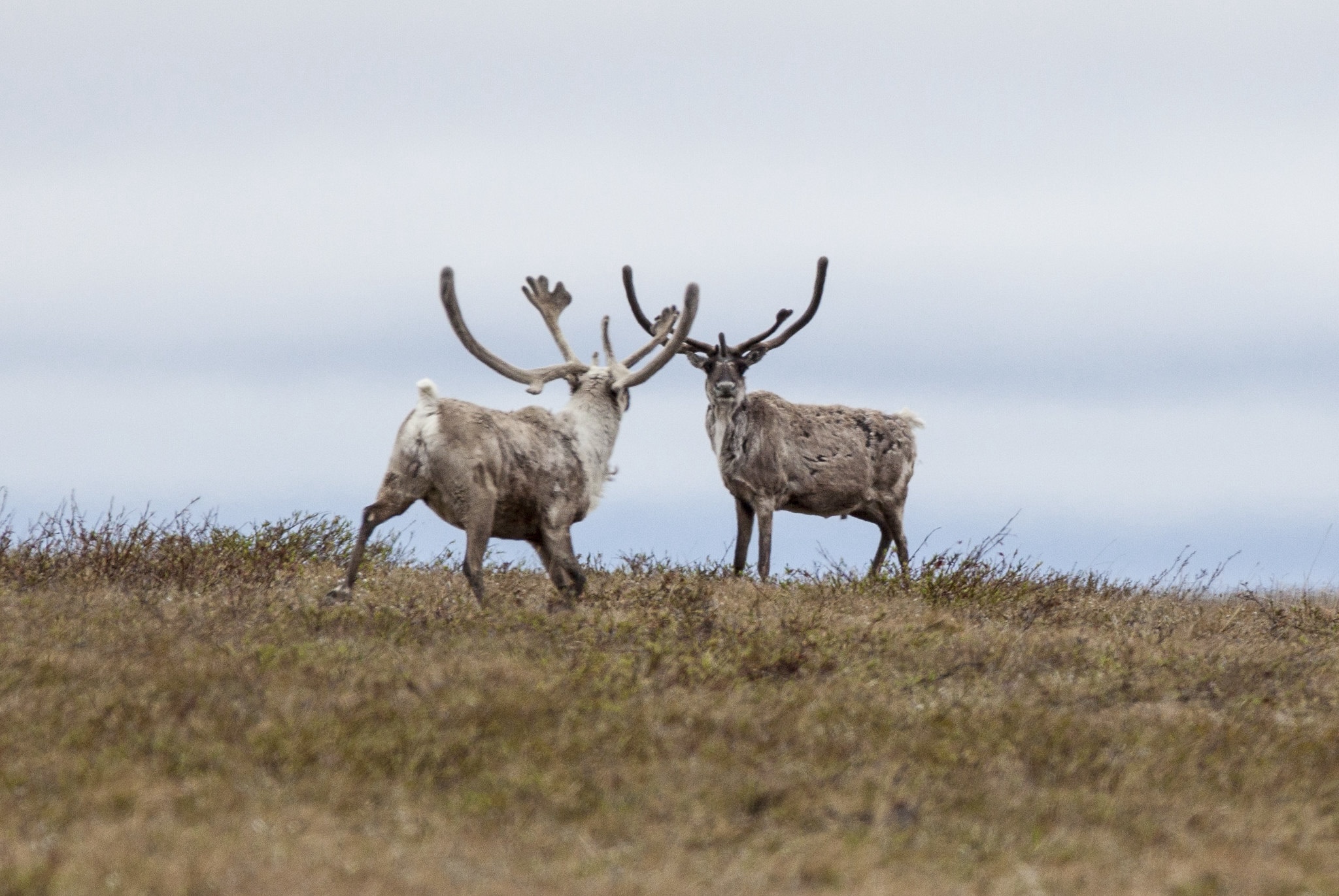 A pair of caribou with antlers face off on a tundra hillock.