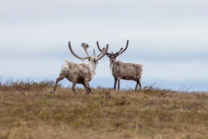A pair of caribou with antlers face off on a tundra hillock.