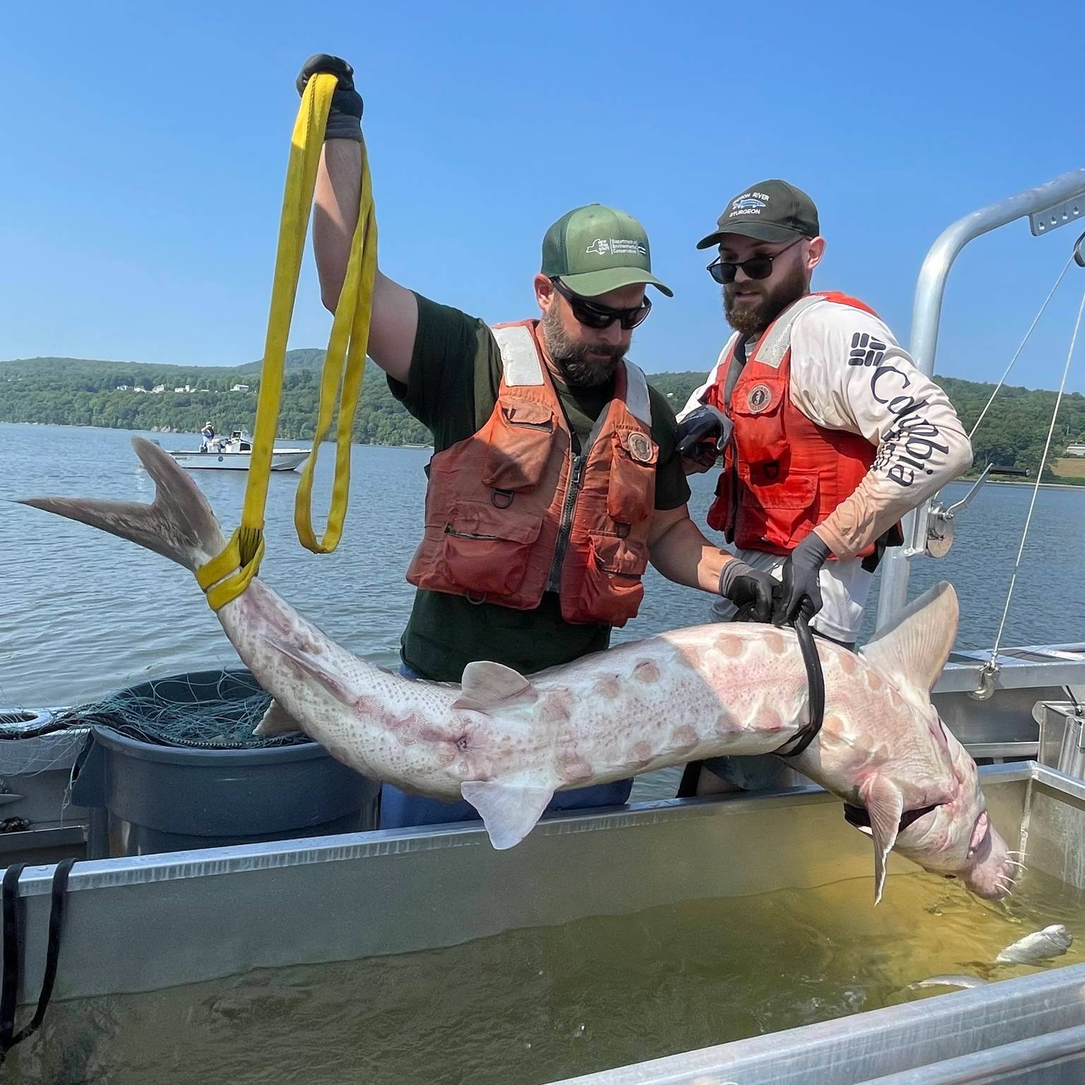 An Atlantic sturgeon being handled by NYC.