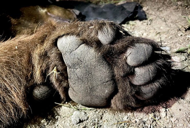 A black bear paw.