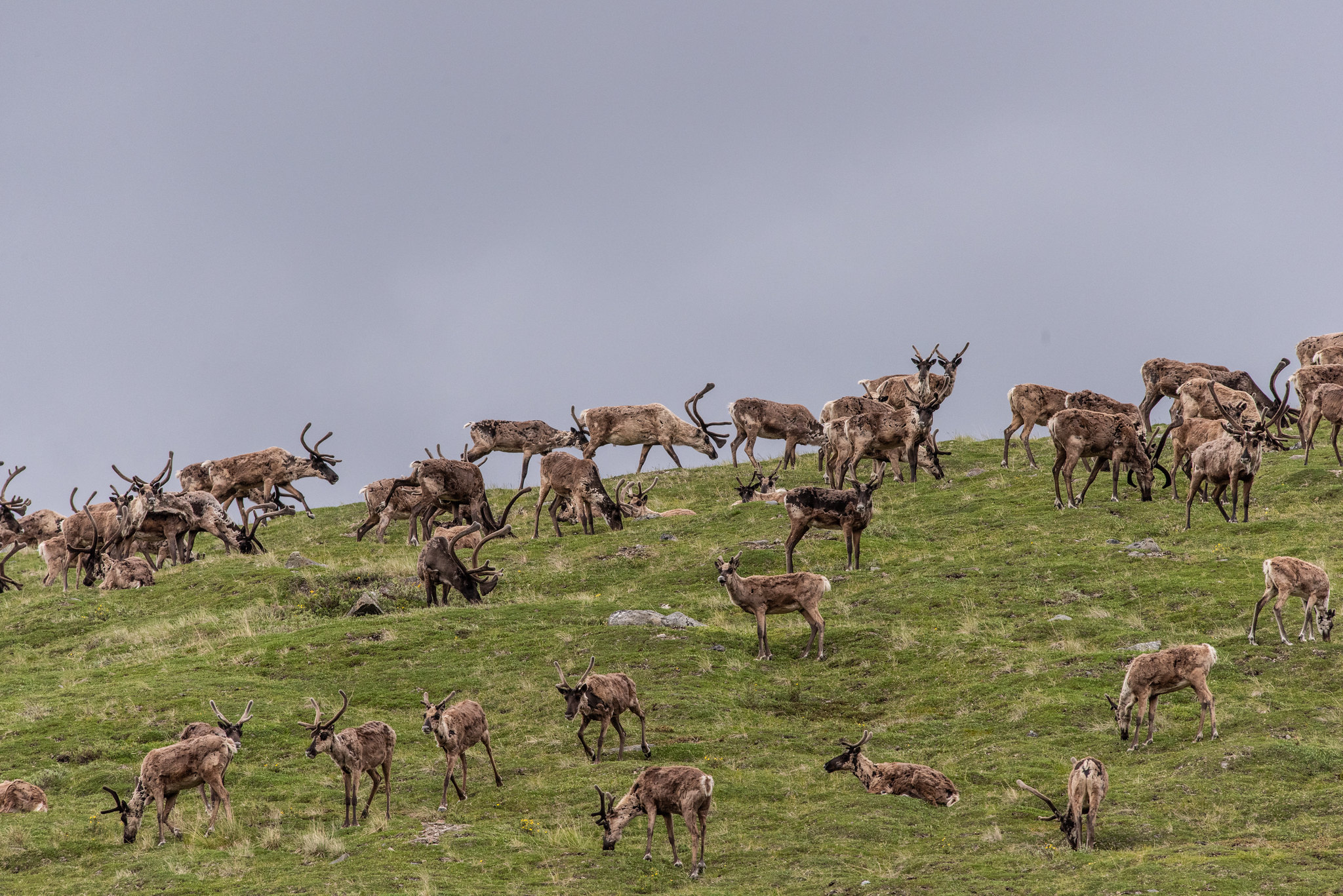 A caribou herd on a hill.
