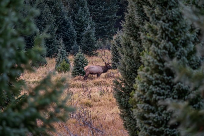 A colorado bull elk stands in a meadow.