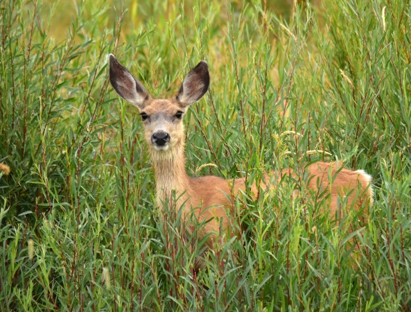 A mule deer doe stands in tall grass.