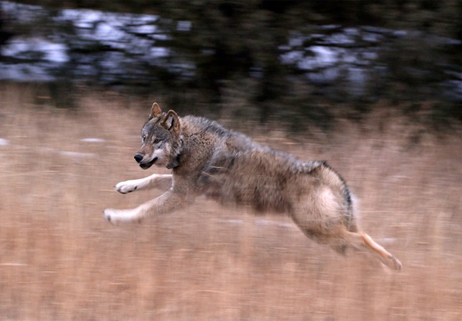 A wolf runs through a field in Colorado.