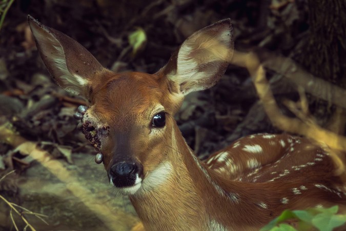 A Missouri fawn with a tick infestation in its right eye.
