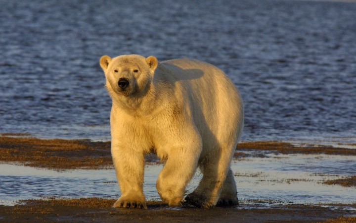 A polar bear in Canada.