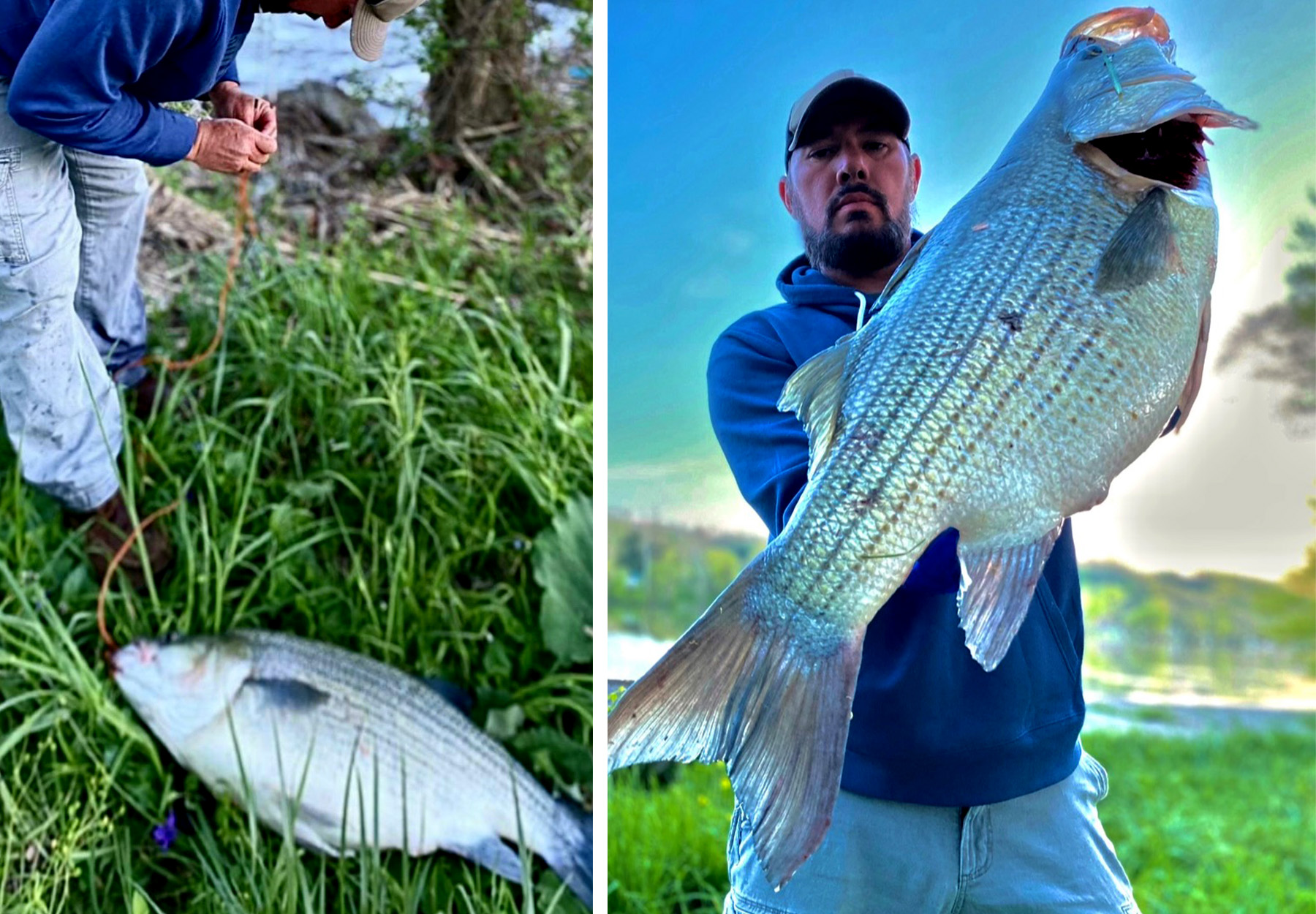 An angler holds up a hybrid striped bass.