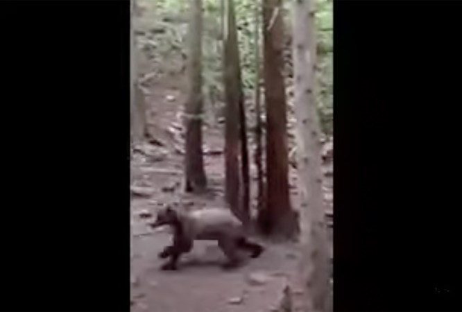 A screenshot of a video of a grizzly bear that looks like a black bear.
