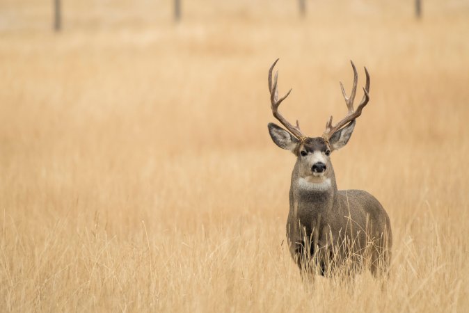 montana mule deer