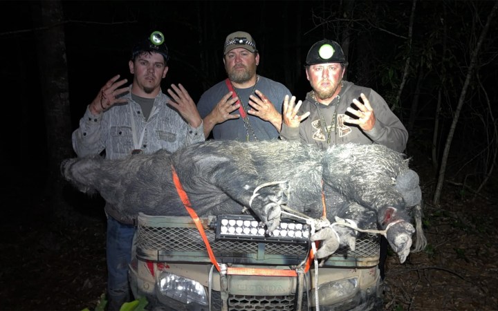Three men with a hog they caught during a contest.