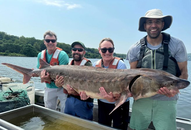 Four biologists with Atlantic sturgeon