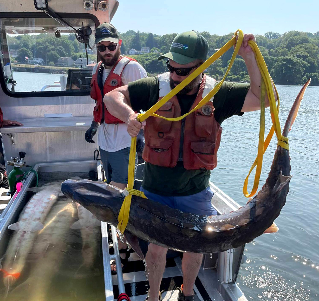 A New York fisheries biologist holds up an Atlantic sturgeon.