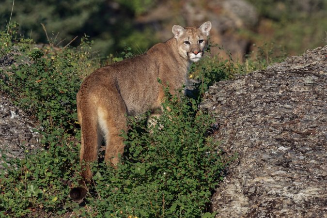 A mountain lion on a rock.