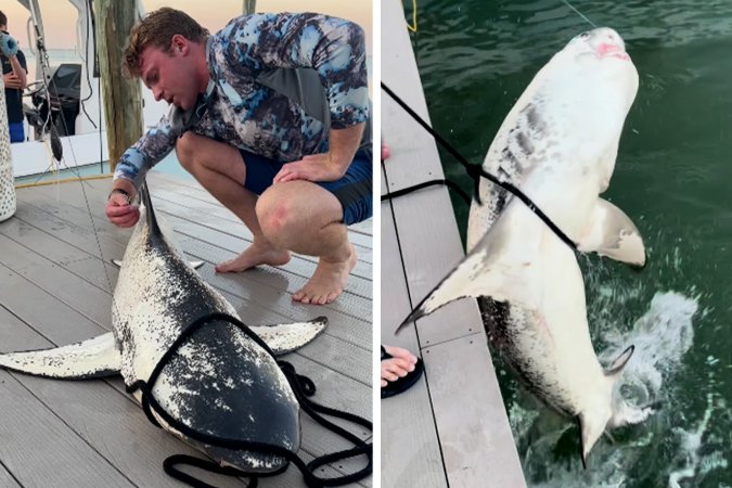 Measuring and releasing a piebald lemon shark.