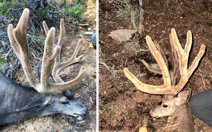 Close-ups of two trophy mule deer.