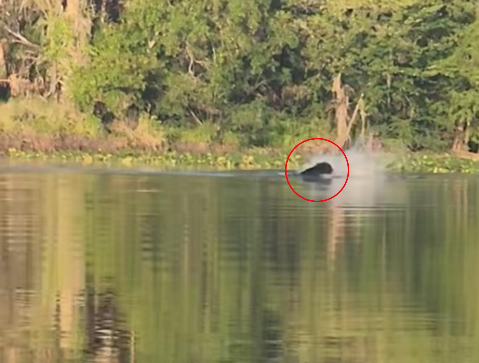 A bear swats an alligator mid-river.
