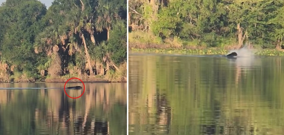A black bear swats an alligator mid-river.