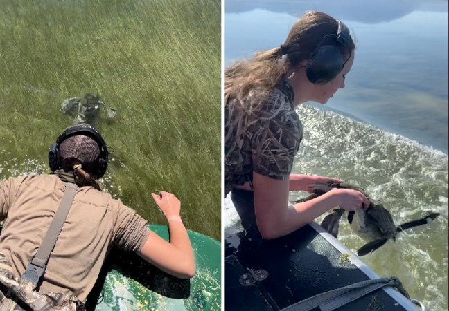 Watch: Biologists Grab Swimming Geese from Airboats on the Great Salt Lake