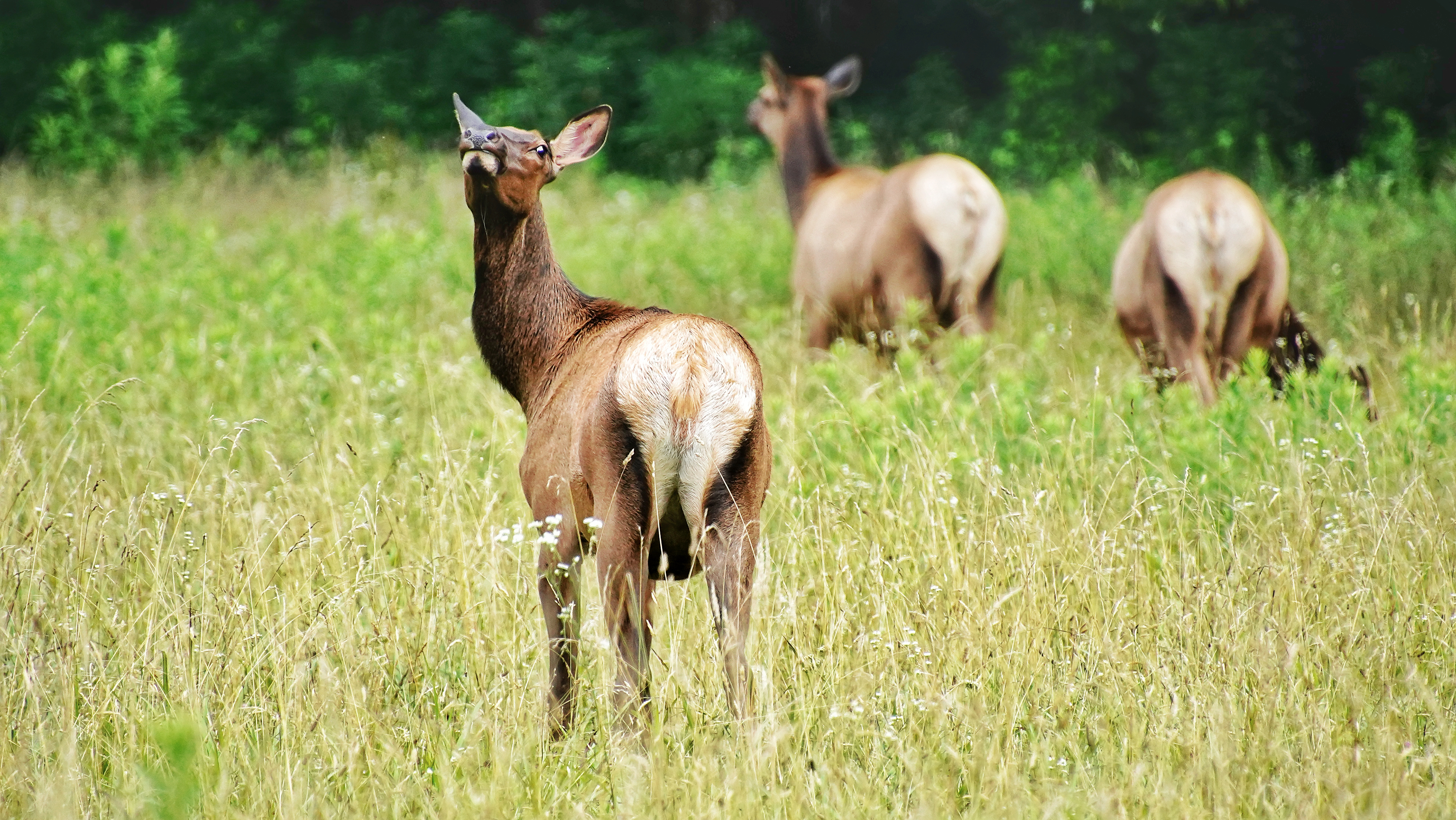 Elk and Deer Are More Disturbed by Noisy Hikers Than ATVs, Study Finds