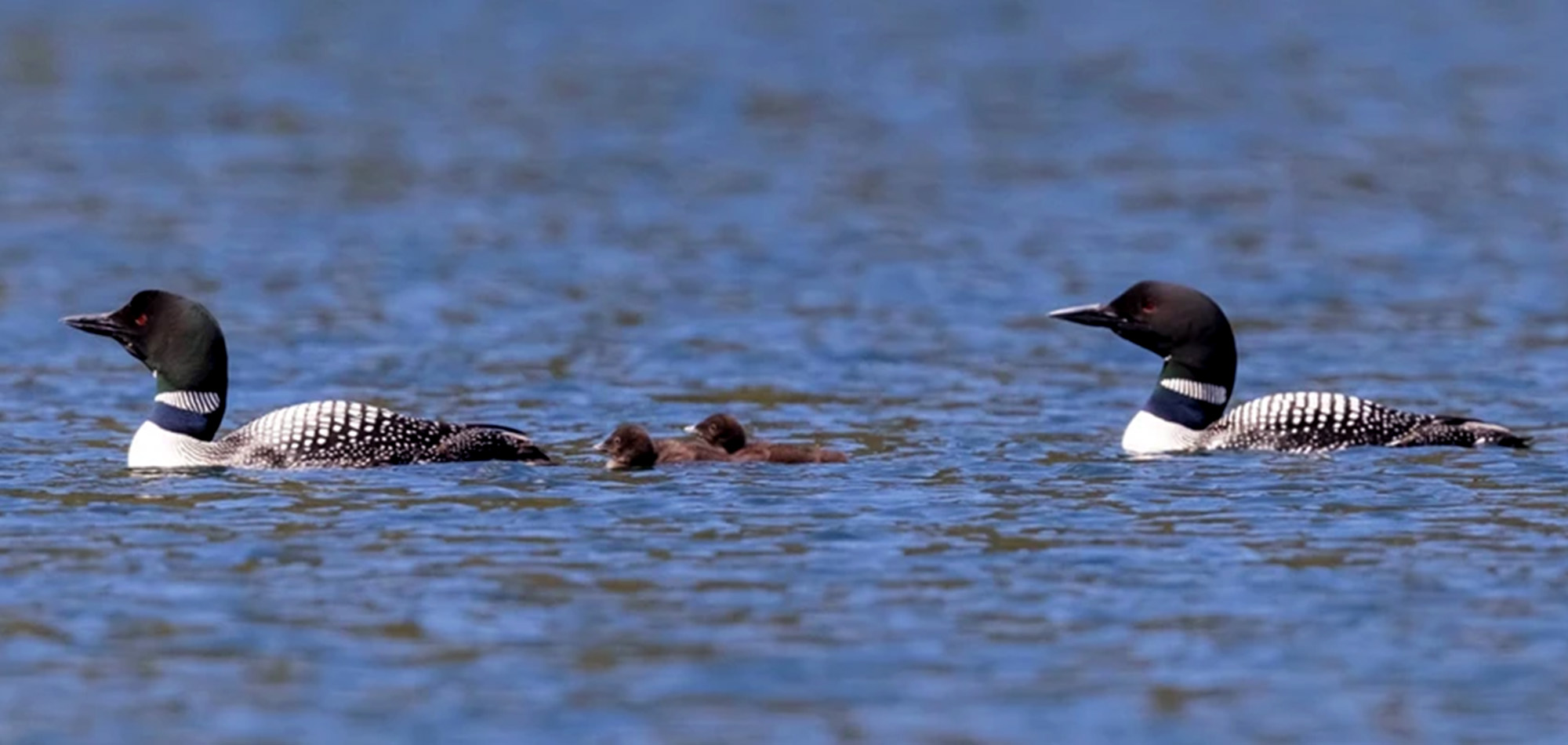 A family of loons in Washington State.