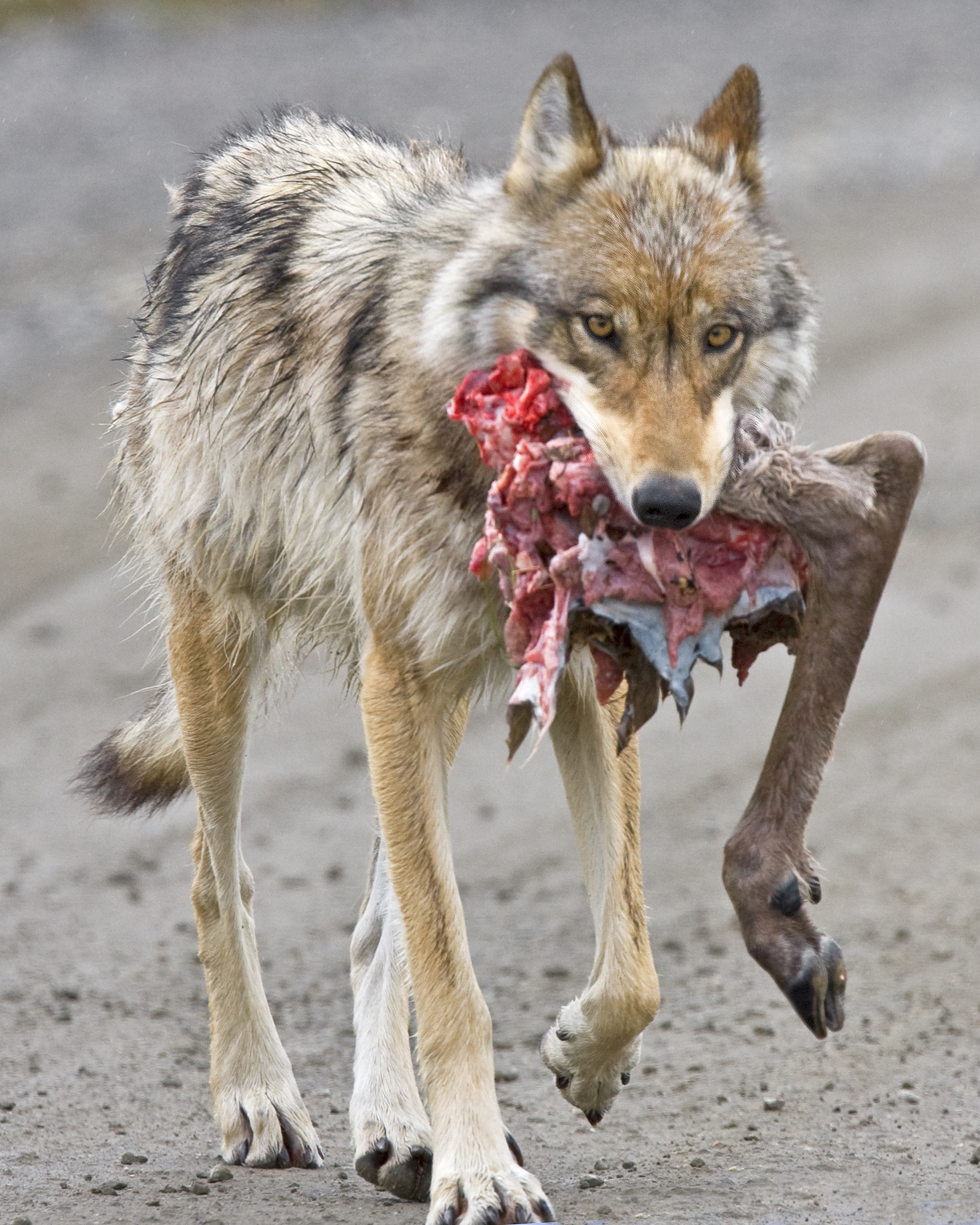 A wolf with a caribou leg.