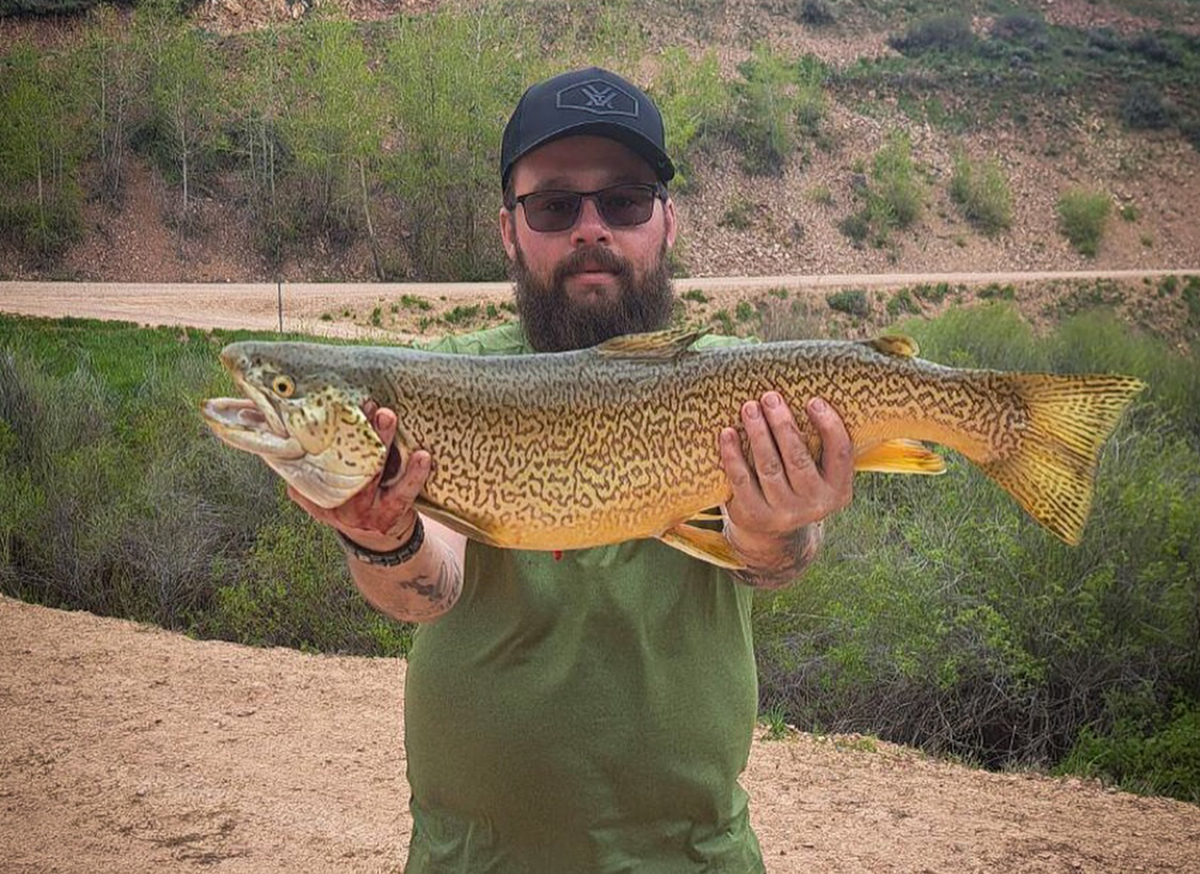 idaho tiger trout