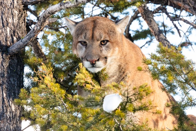A mountain lion in the trees.
