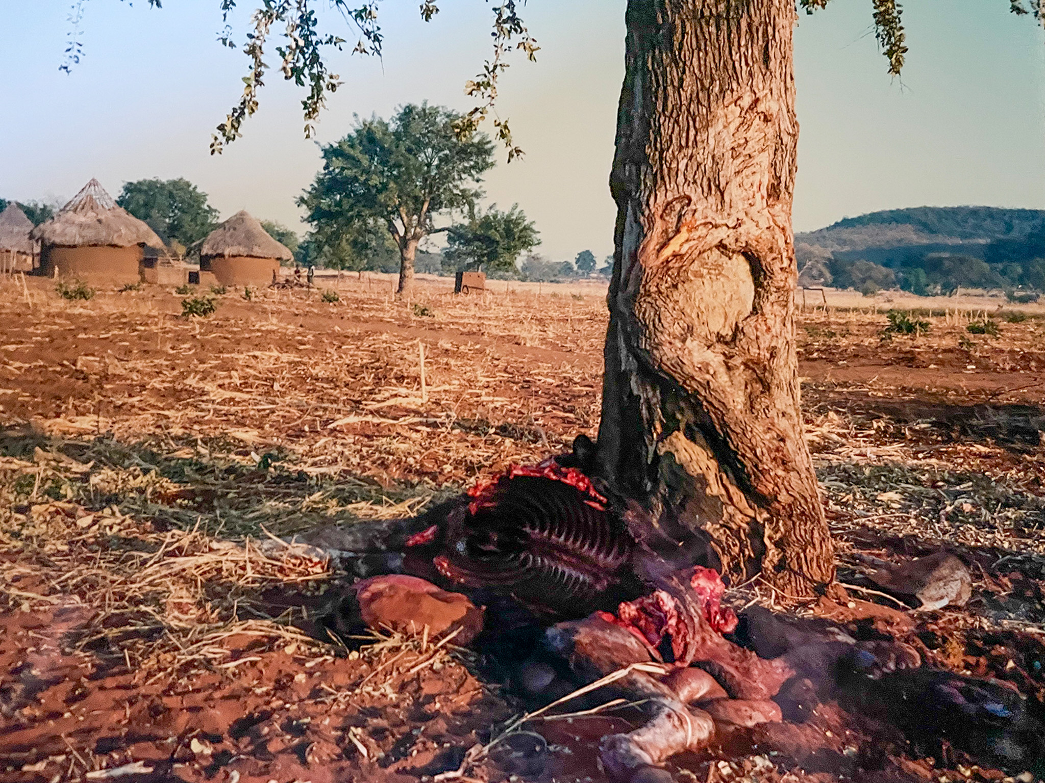 The carcass of a donkey killed by a pride of African lions.