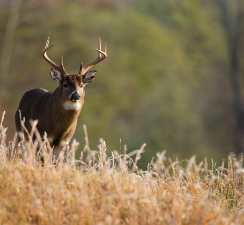 White-tailed Buck in the Great Smokey Mountains