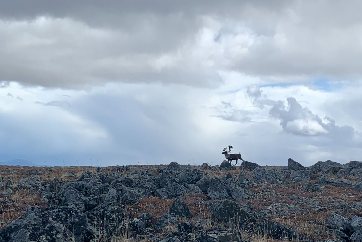 Caribou in Alaska