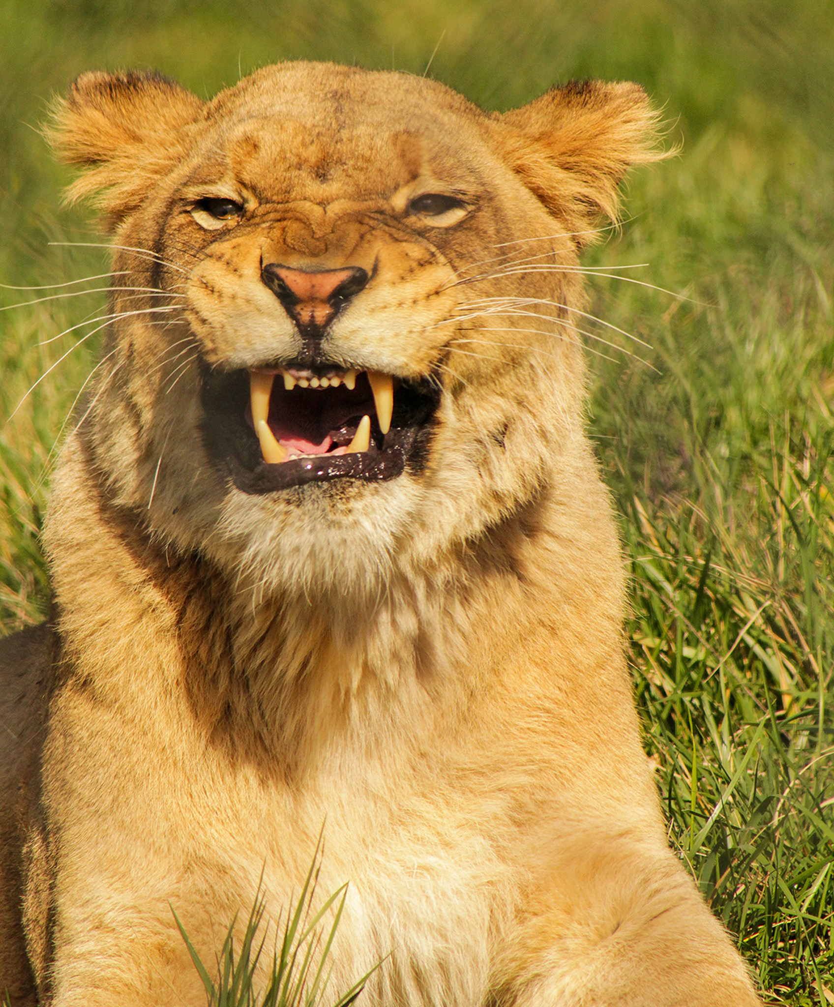 A growling African lion lying in the grass.