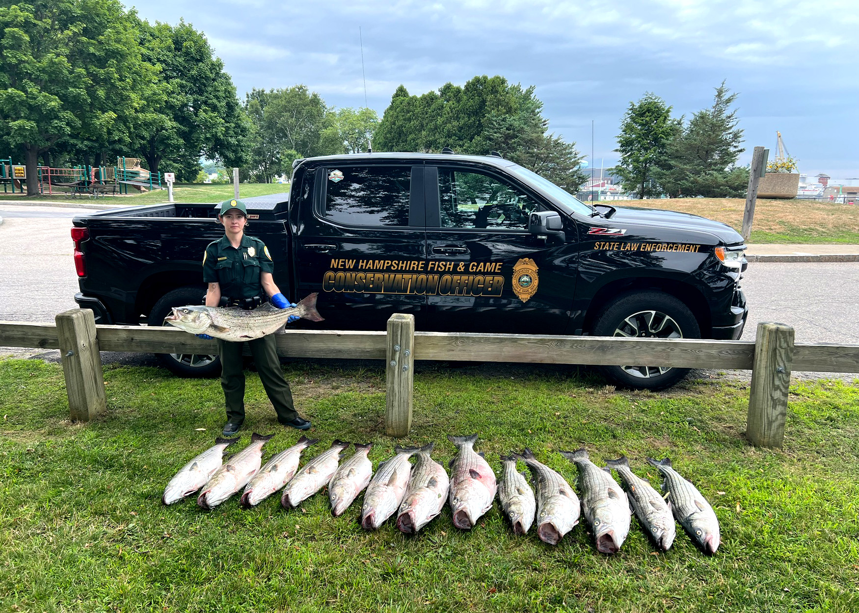 A New Hampshire wildlife officer with striped bass that were confiscated from a poacher.