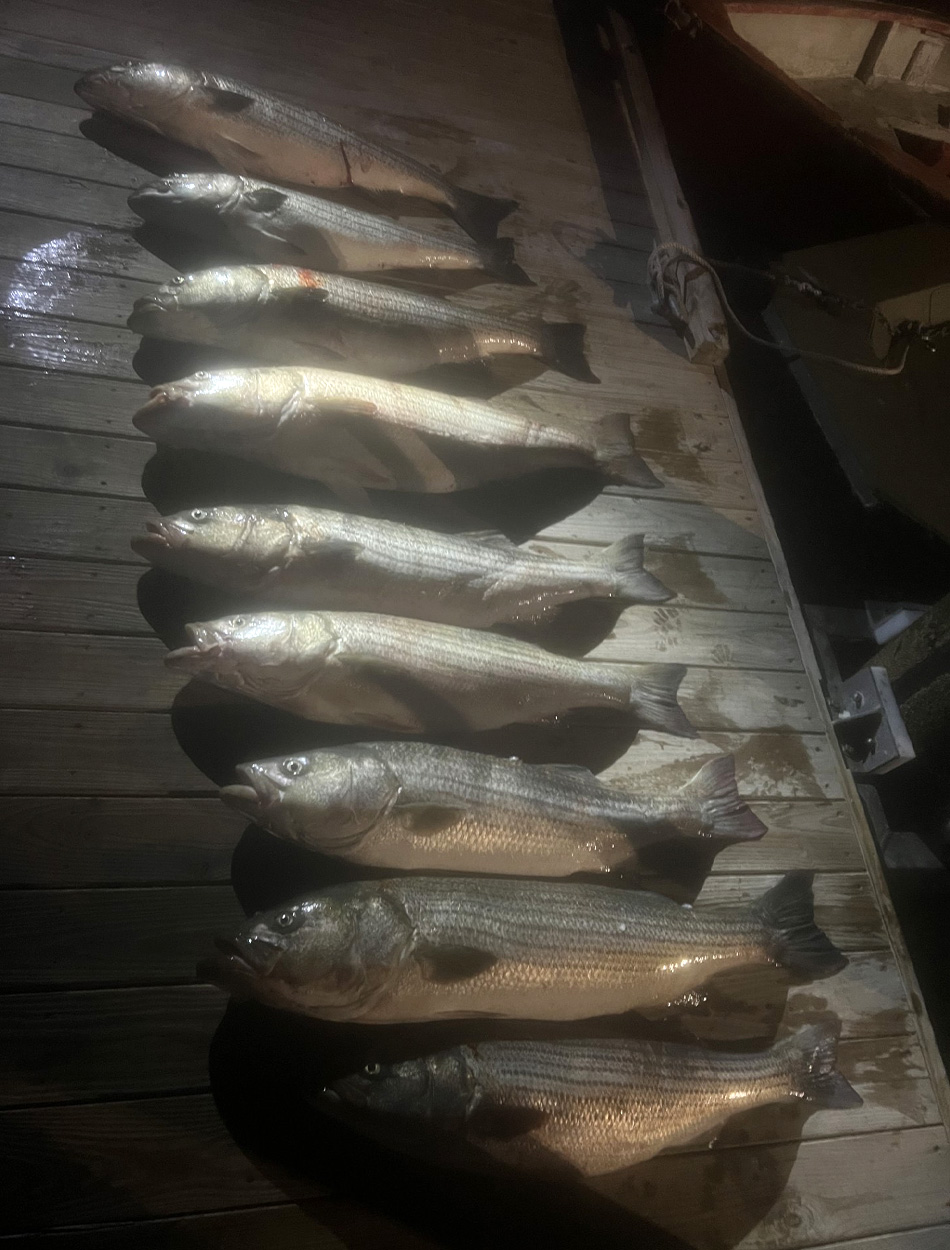 Fourteen oversized stripers that were poached in New Hampshire.