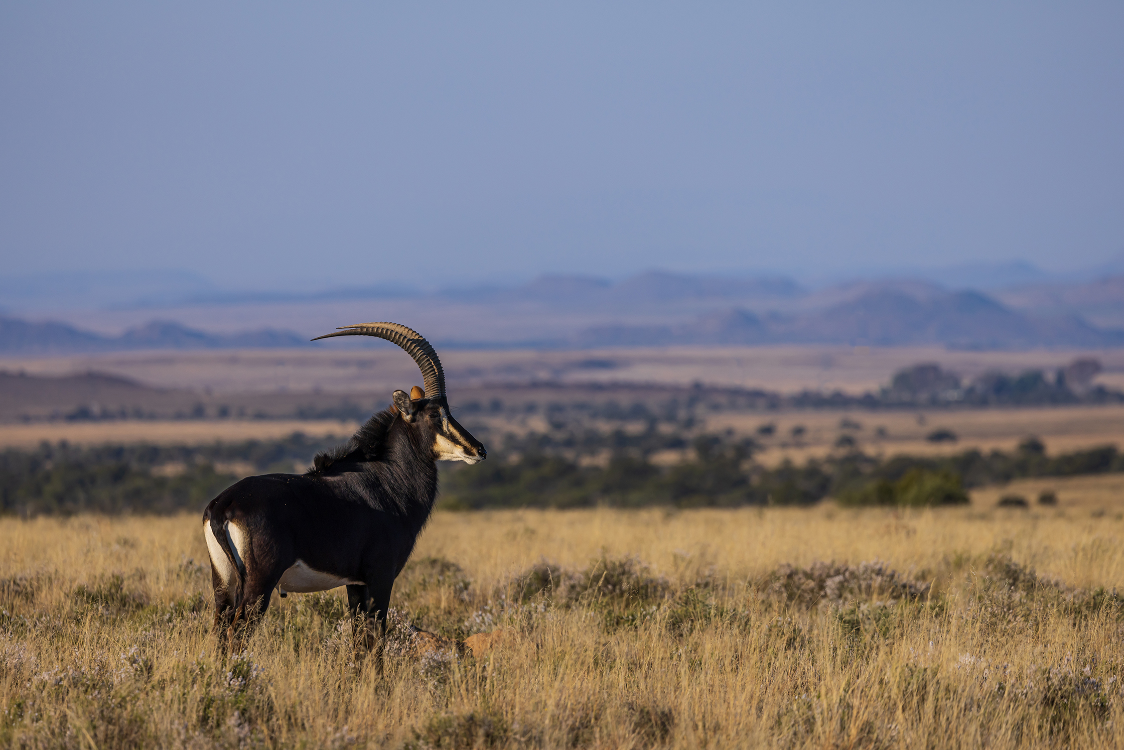 Sable Hunting in South Africa