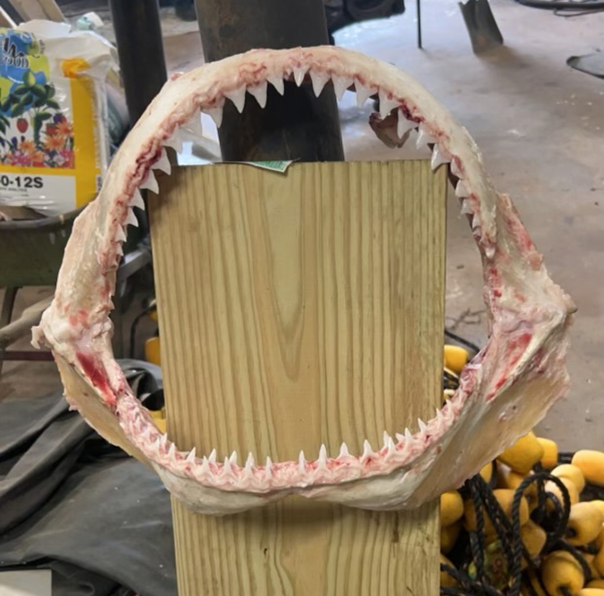 Jaws of a bull shark.