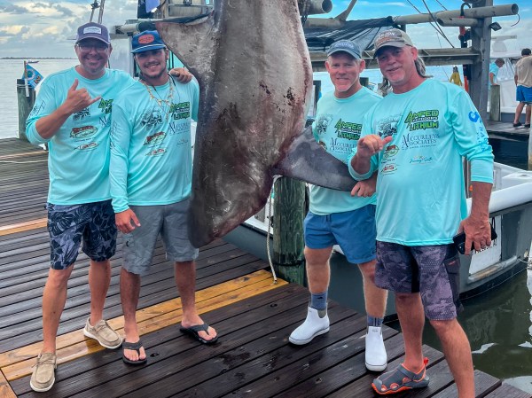 The potential new state-record bull shark.