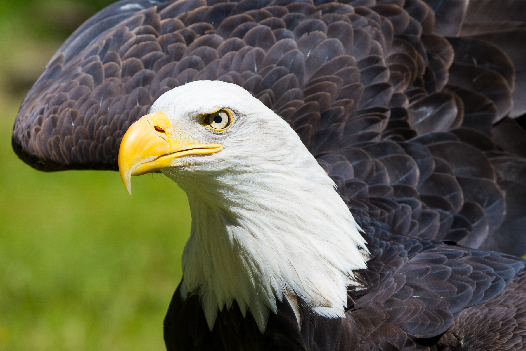 A bald eagle in Alaska.