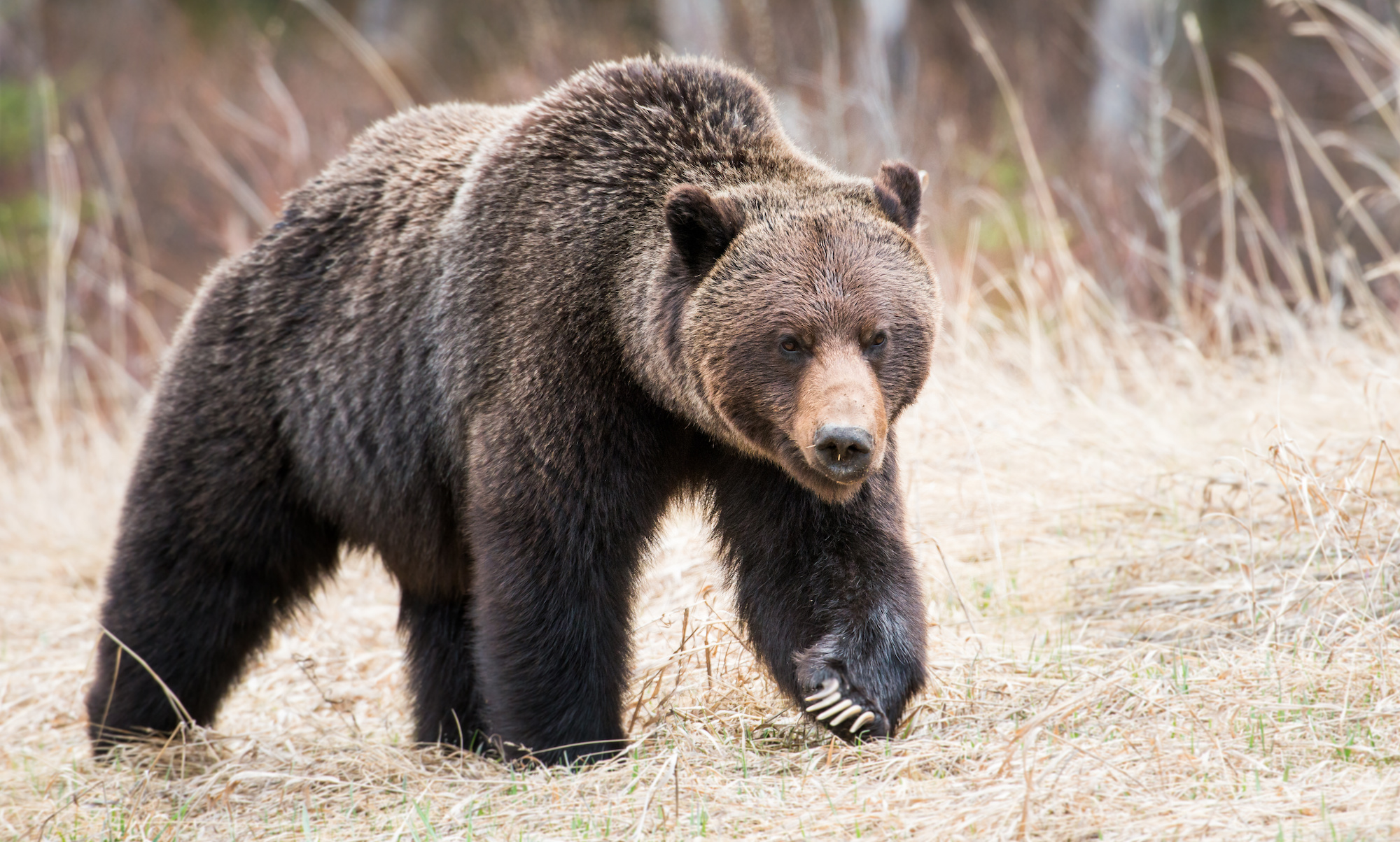 Canadian Cyclist Punches Attacking Grizzly Bear in the Face