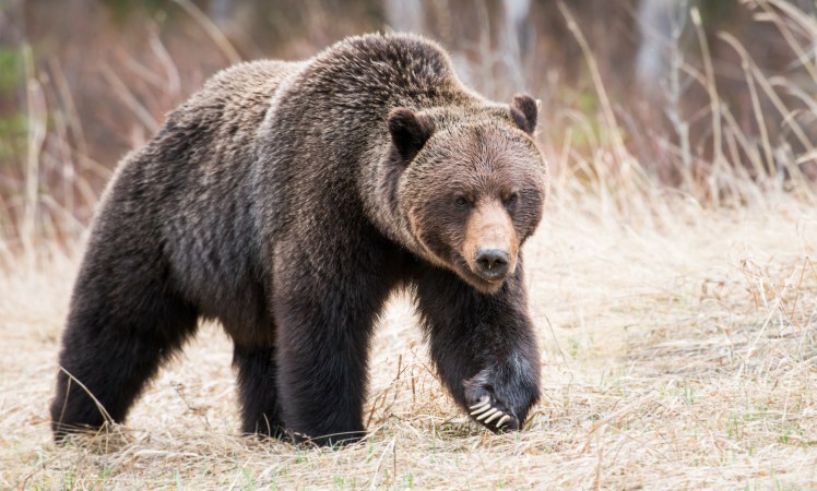 A grizzly bear walks into a clearing.
