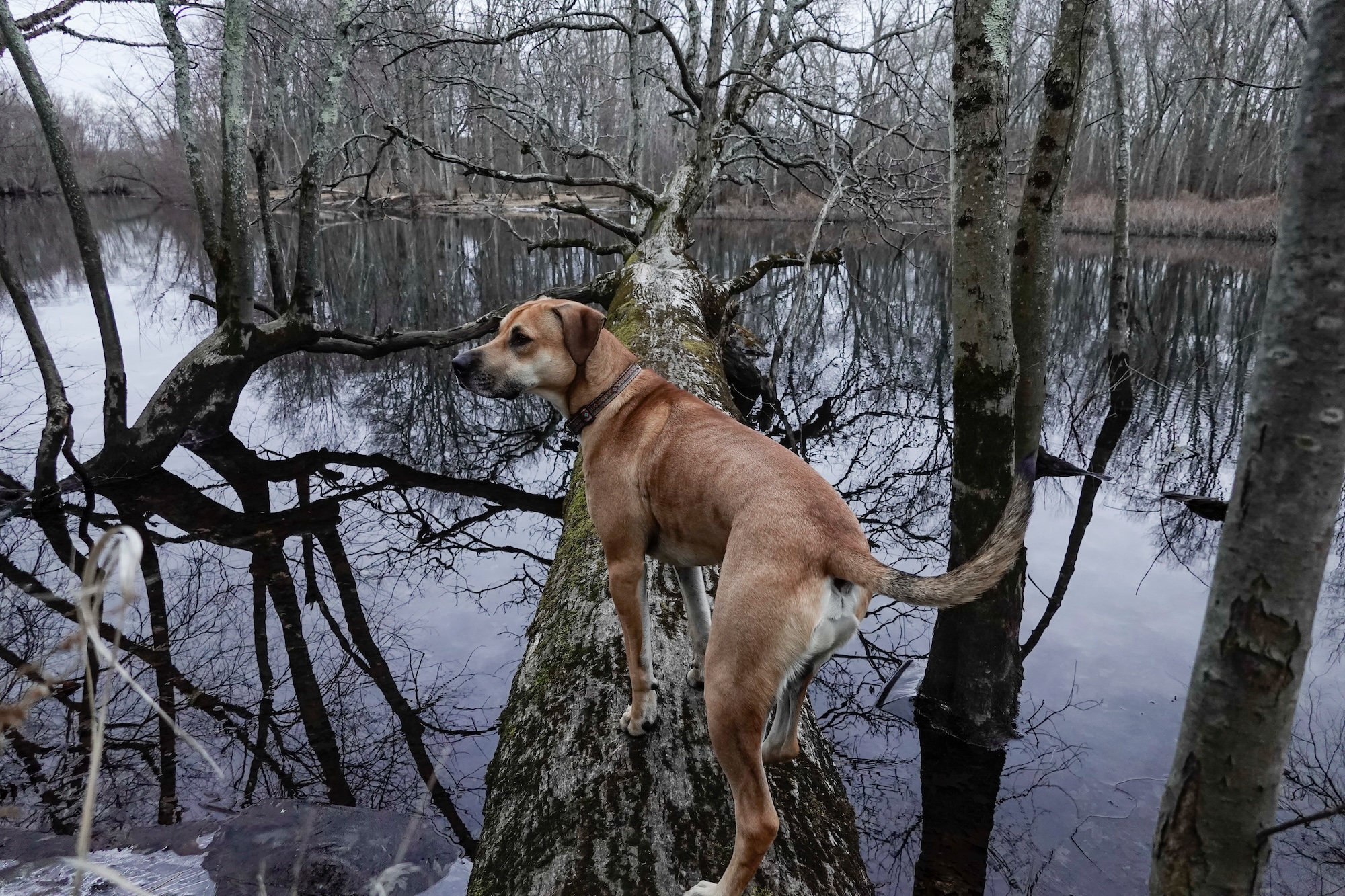 A Black mouth cur dog in the woods.