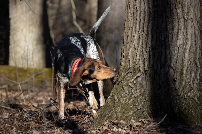 A bluetick hound sniffs the base of a tree.
