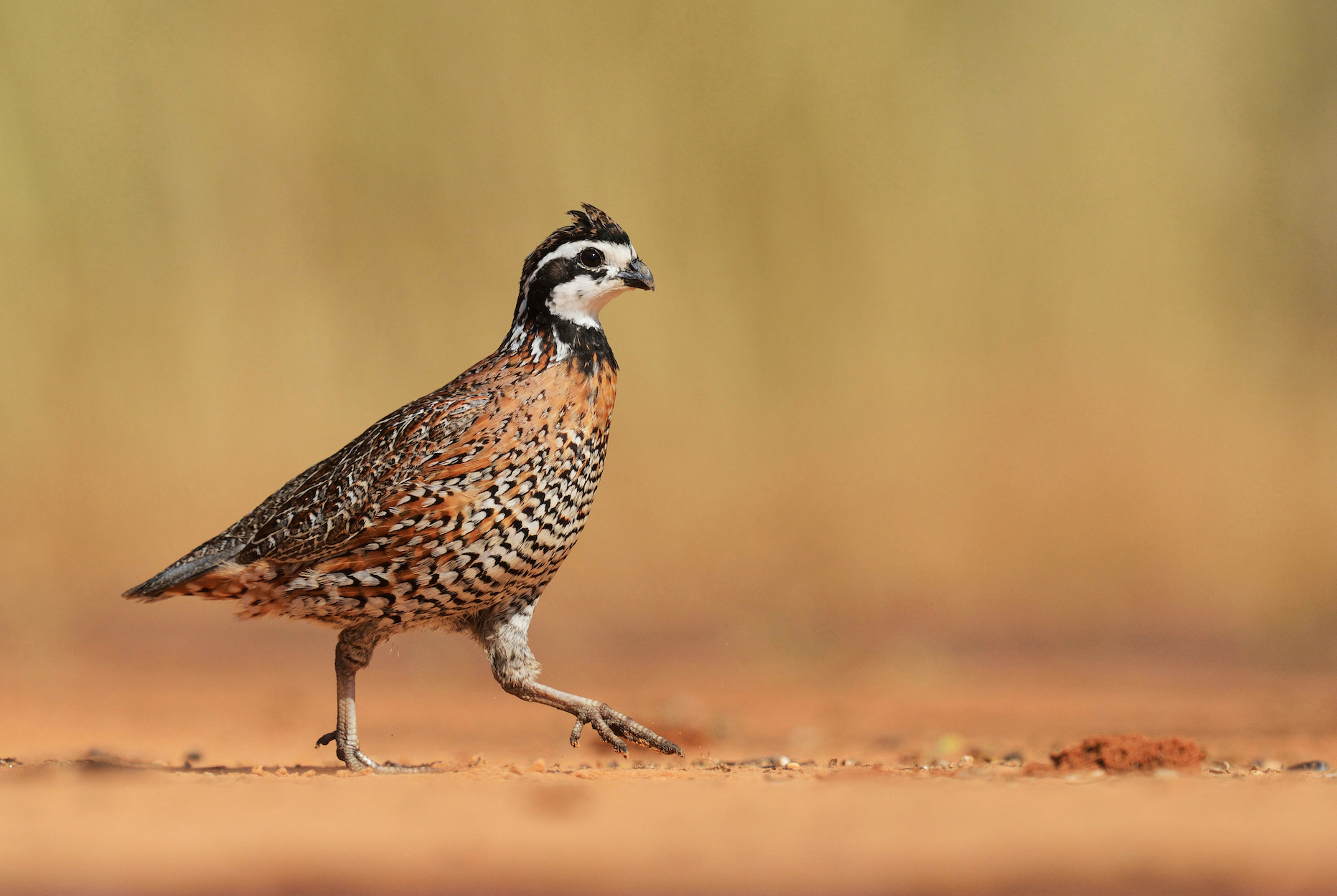 Texas Bird Hunters Helped Fund a New Drug That’s Saving Wild Quail